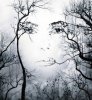 face-in-trees-illusion-278x300.jpg
