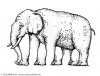 elefant-fuenf-beine.jpg